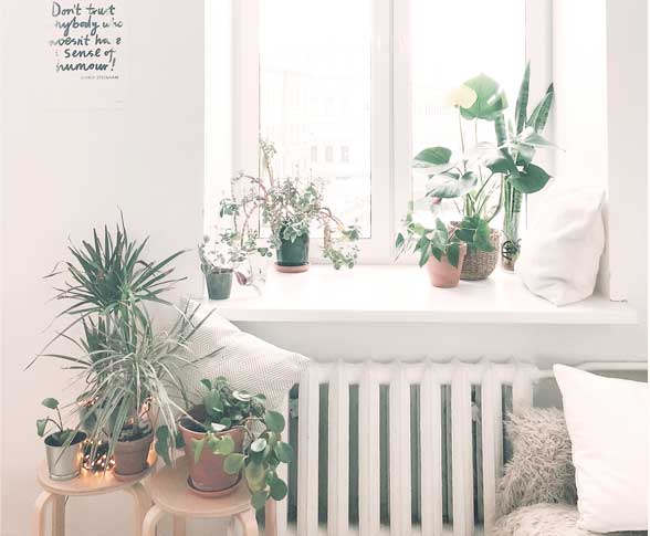 Woonkamer planten